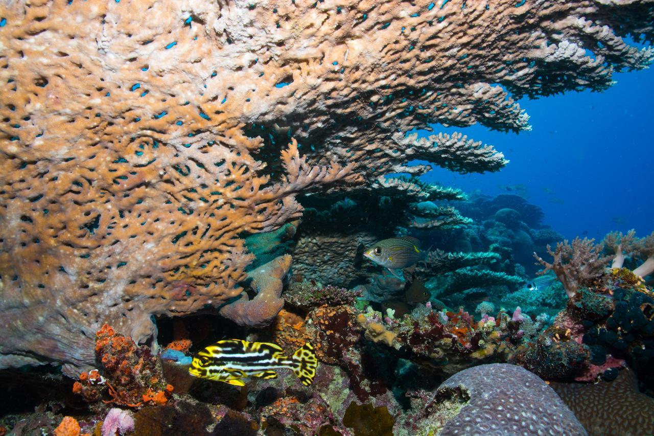 Gecko Nature Lodge Home Of Swahili Divers The Best Dive Center And Famous Gecko Restaurant Verani Экстерьер фото