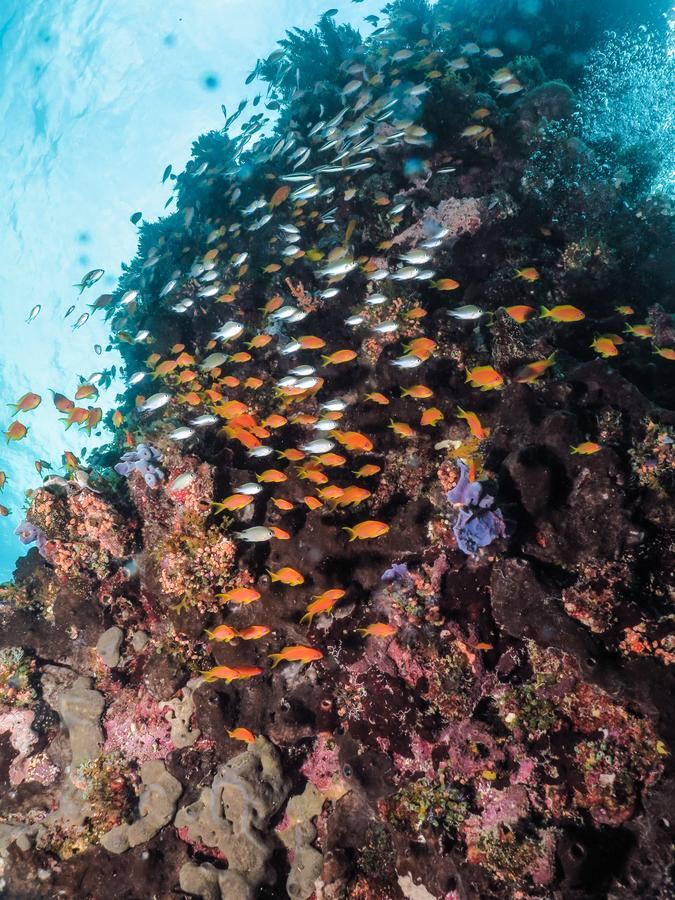 Gecko Nature Lodge Home Of Swahili Divers The Best Dive Center And Famous Gecko Restaurant Verani Экстерьер фото