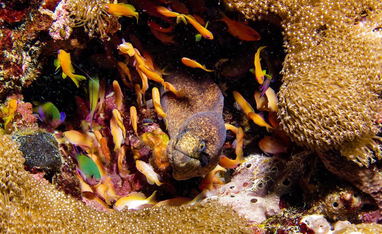 Gecko Nature Lodge Home Of Swahili Divers The Best Dive Center And Famous Gecko Restaurant Verani Экстерьер фото