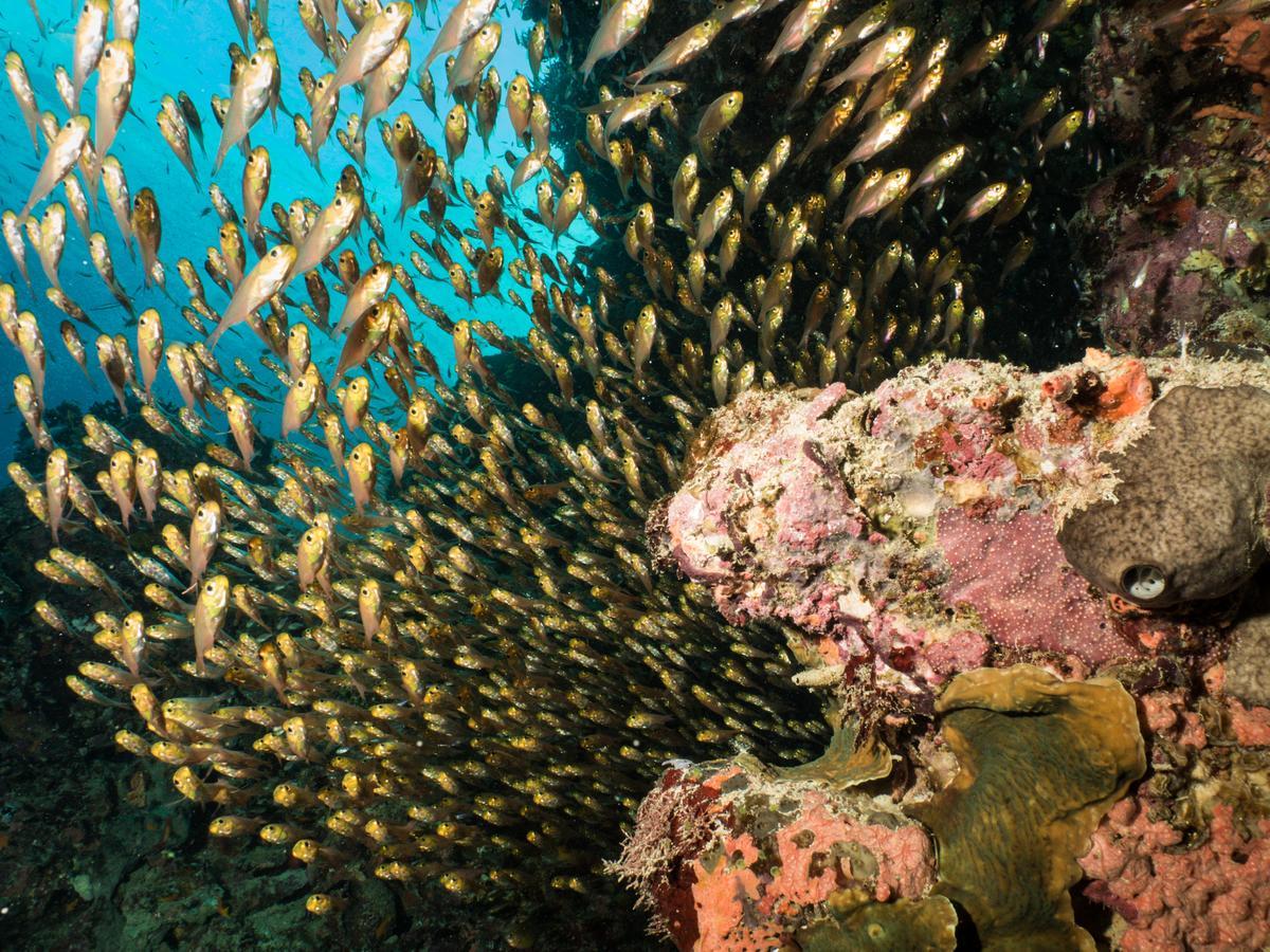 Gecko Nature Lodge Home Of Swahili Divers The Best Dive Center And Famous Gecko Restaurant Verani Экстерьер фото