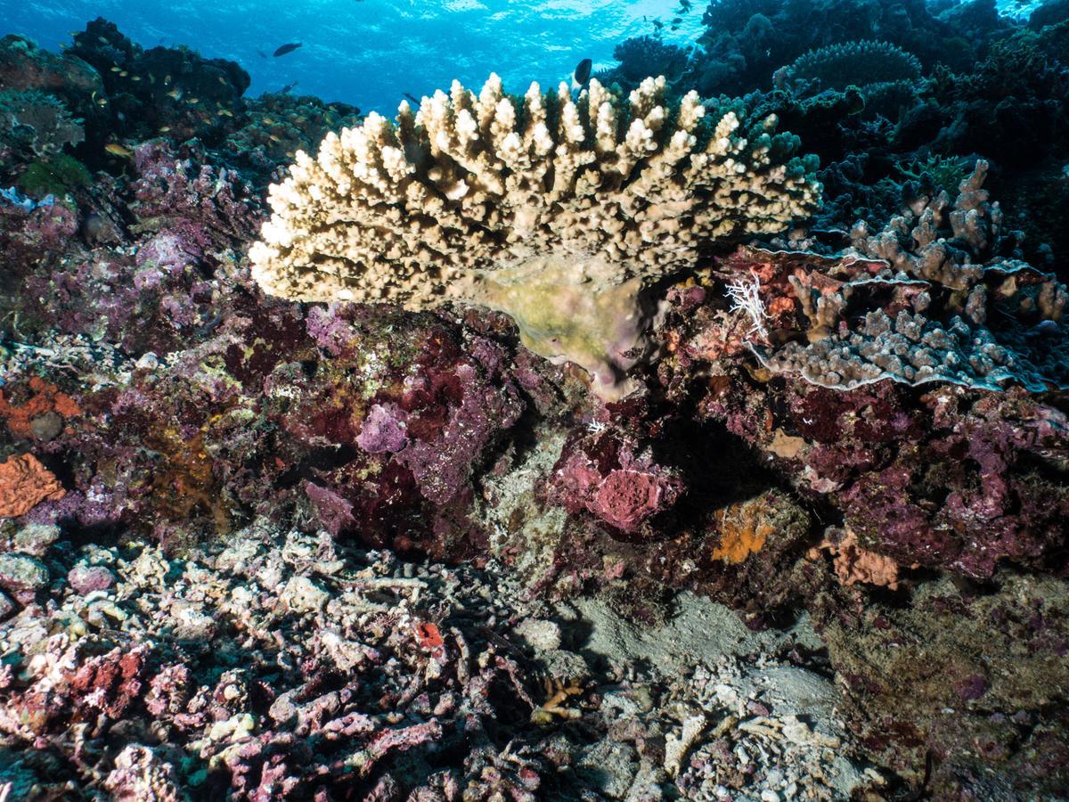 Gecko Nature Lodge Home Of Swahili Divers The Best Dive Center And Famous Gecko Restaurant Verani Экстерьер фото