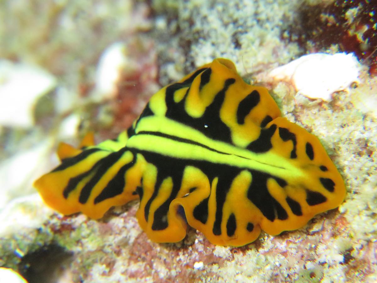 Gecko Nature Lodge Home Of Swahili Divers The Best Dive Center And Famous Gecko Restaurant Verani Экстерьер фото