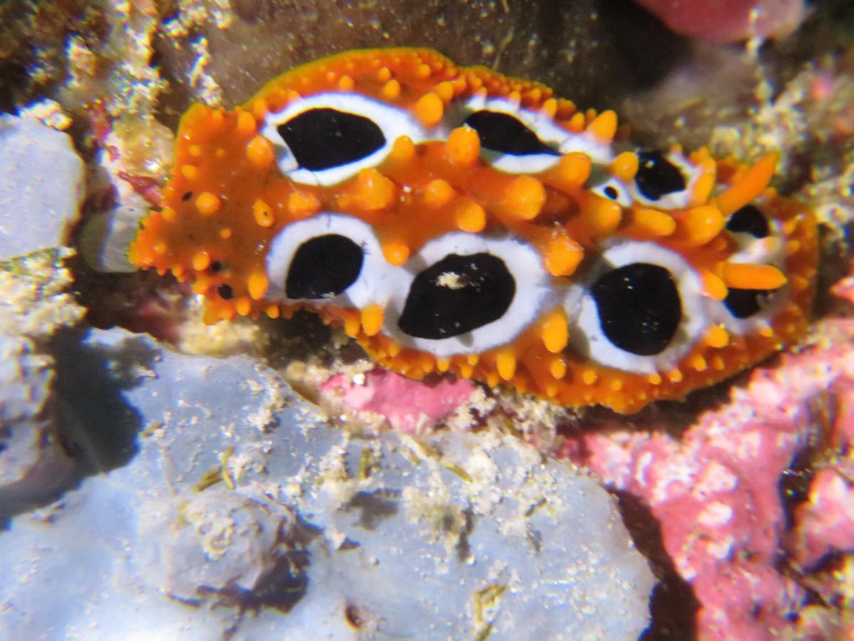 Gecko Nature Lodge Home Of Swahili Divers The Best Dive Center And Famous Gecko Restaurant Verani Экстерьер фото