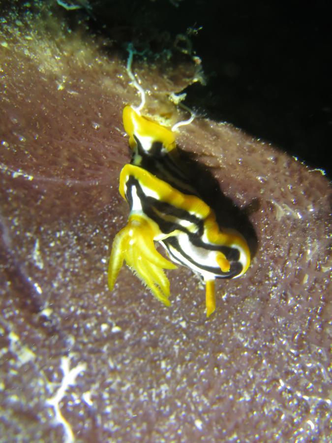 Gecko Nature Lodge Home Of Swahili Divers The Best Dive Center And Famous Gecko Restaurant Verani Экстерьер фото