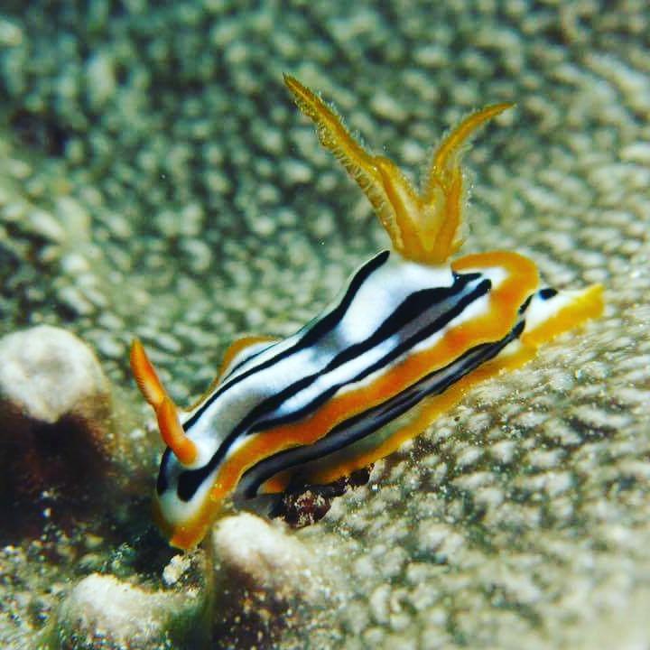Gecko Nature Lodge Home Of Swahili Divers The Best Dive Center And Famous Gecko Restaurant Verani Экстерьер фото