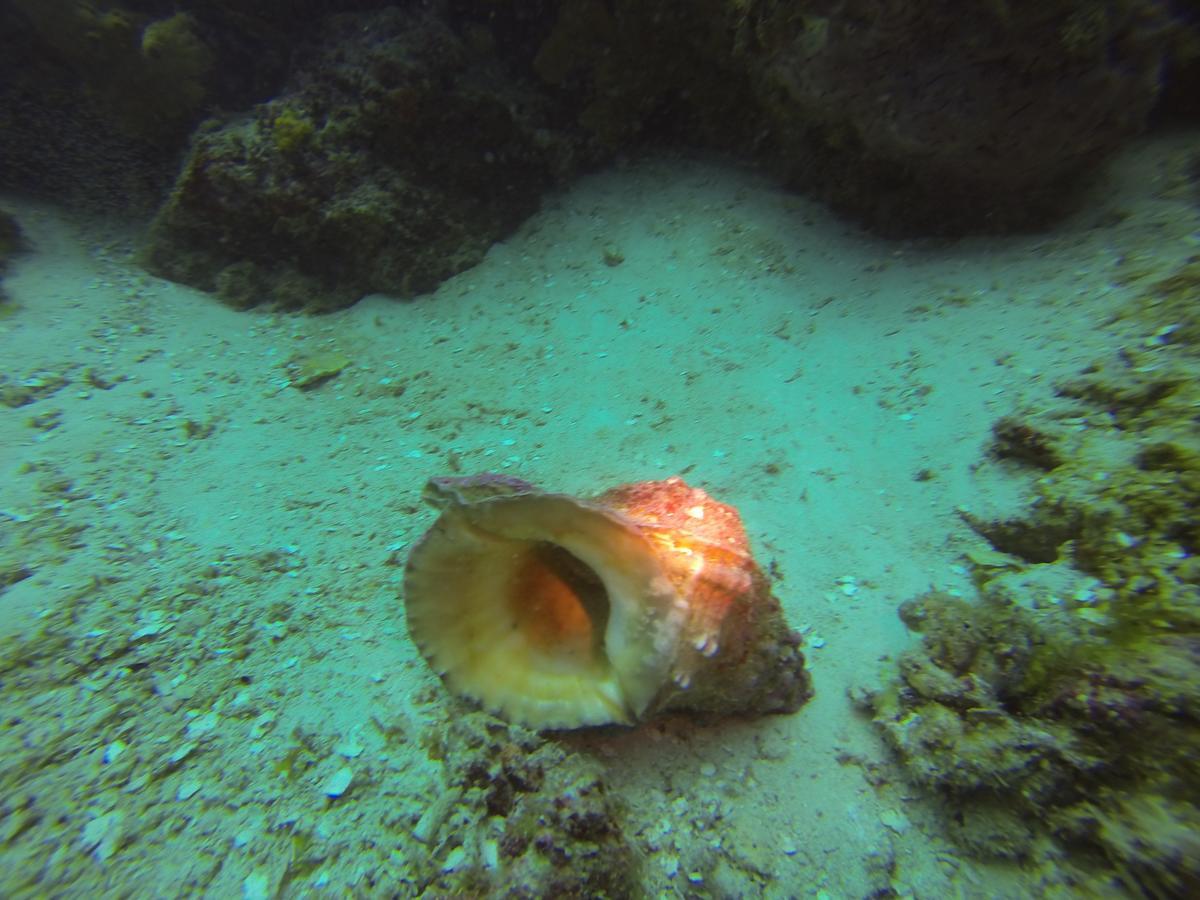 Gecko Nature Lodge Home Of Swahili Divers The Best Dive Center And Famous Gecko Restaurant Verani Экстерьер фото